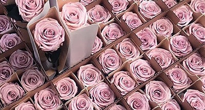 Stemmed preserved roses commercial packing
